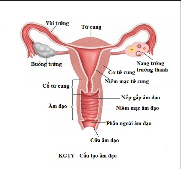 Cấu tạo âm đạo phụ nữ