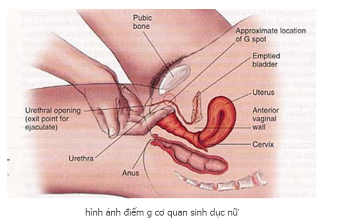 Hình ảnh điểm G của cơ quan sinh dục nữ