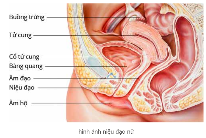 Hình ảnh niệu đạo nữ