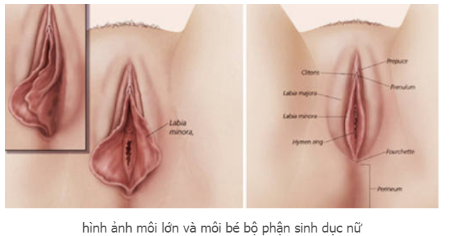 Môi nhỏ và môi lớn âm đạo