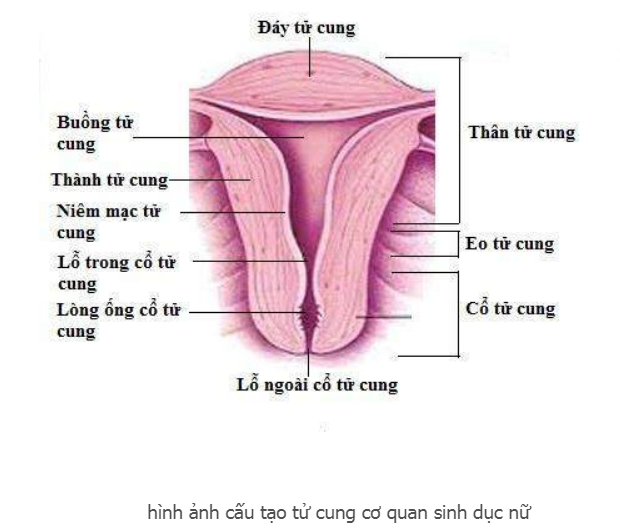 Cấu tạo tử cung