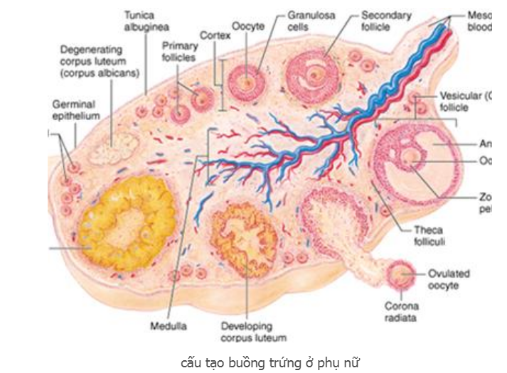Cấu tạo buồng trứng